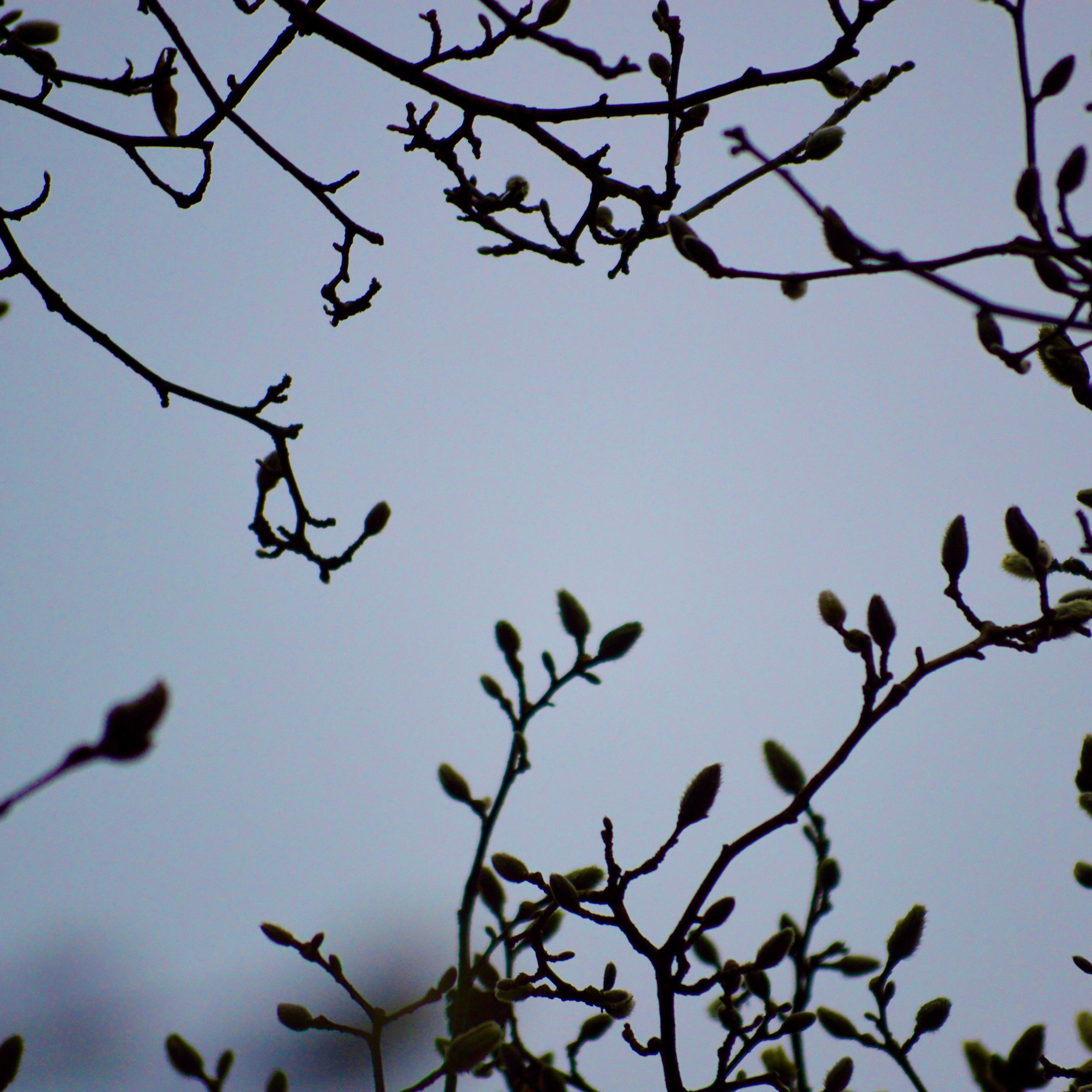 Springtime buds on our magnolia tree